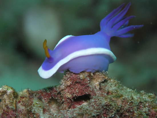  Hypselodoris bullocki (Sea Slug)